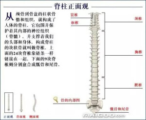 人体骨骼