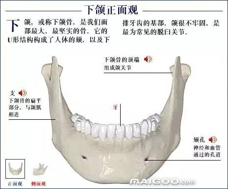 人体骨骼