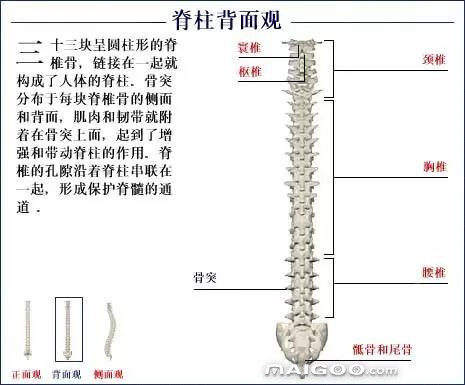 人体骨骼