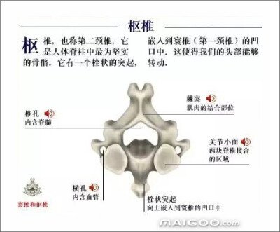 人体骨骼