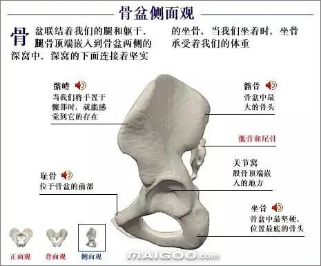 人体骨骼