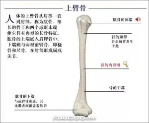 人体骨骼