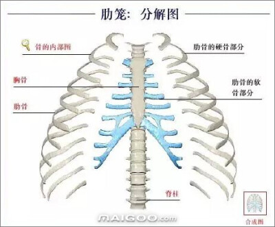 人体骨骼