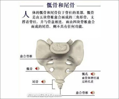 人体骨骼