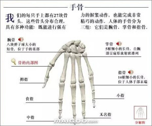 人体结构