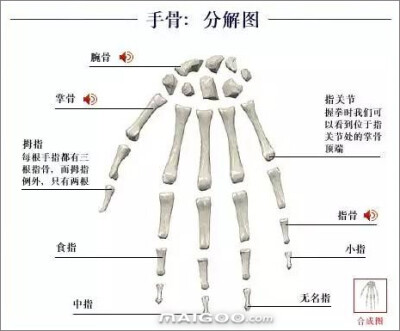 人体骨骼