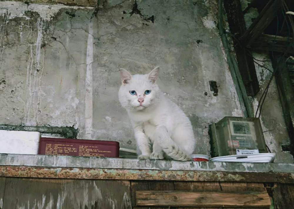 猫——在一条小巷遇到两只流浪猫