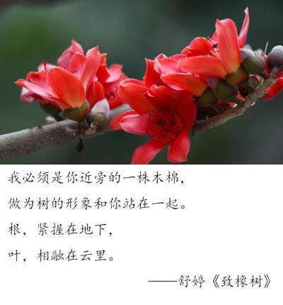 舒婷《致橡树》