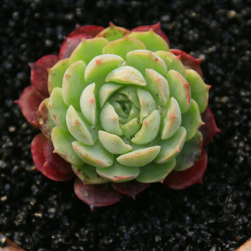 木辛 朱砂痣 多肉老桩植物组合盆栽 多肉室内阳台绿植