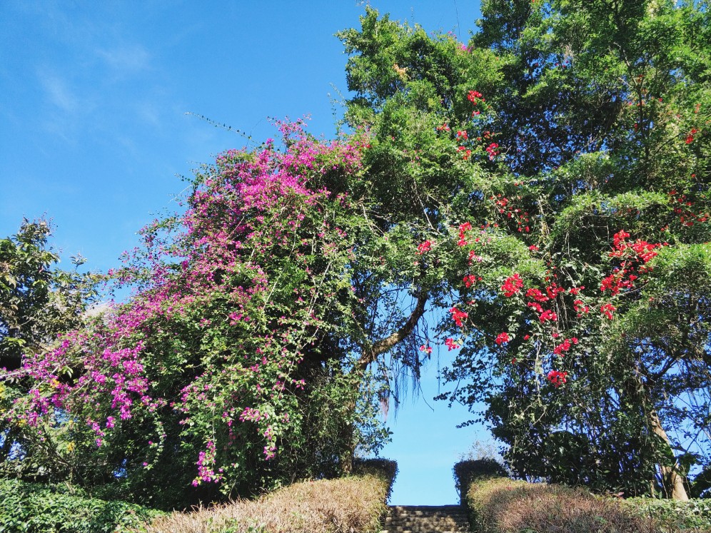 东部华侨城·茶溪谷