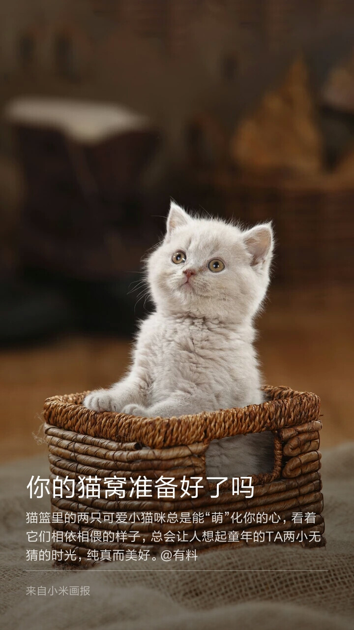 你的猫窝准备好了吗？