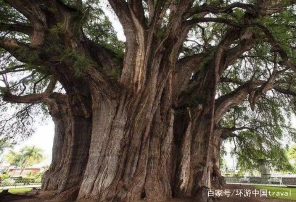 这棵树就是赫赫有名的瓦哈卡市的巨树图莱，图莱位于墨西哥一个叫埃尔图莱的村庄里。树龄2000多年的图莱主树干的周长接近了60米，树最高处达到了40米以上，推测出整棵树的重量可达600吨以上，不得不赞叹是树中巨无霸。