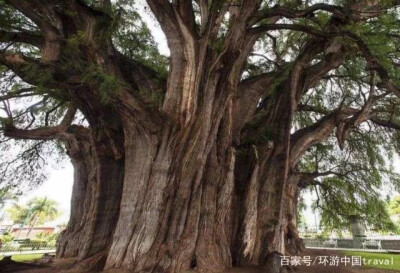 这棵树就是赫赫有名的瓦哈卡市的巨树图莱，图莱位于墨西哥一个叫埃尔图莱的村庄里。树龄2000多年的图莱主树干的周长接近了60米，树最高处达到了40米以上，推测出整棵树的重量可达600吨以上，不得不赞叹是树中巨无霸…