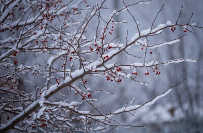 雪