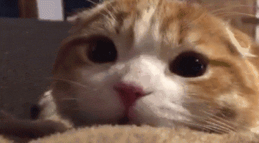 猫咪表情 搞怪