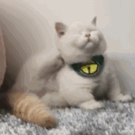 猫咪表情 搞怪