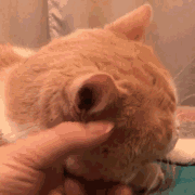 猫咪表情 搞怪