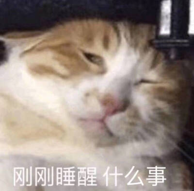猫咪表情 搞怪