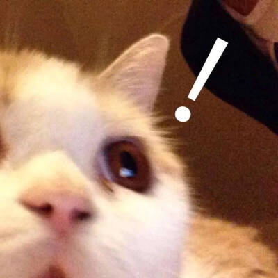 猫咪表情 搞怪