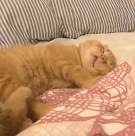 猫咪表情 搞怪