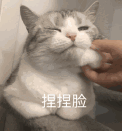 猫咪表情 搞怪