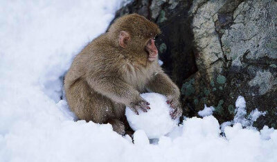 小猴子打雪仗