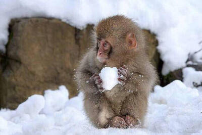 小猴子打雪仗