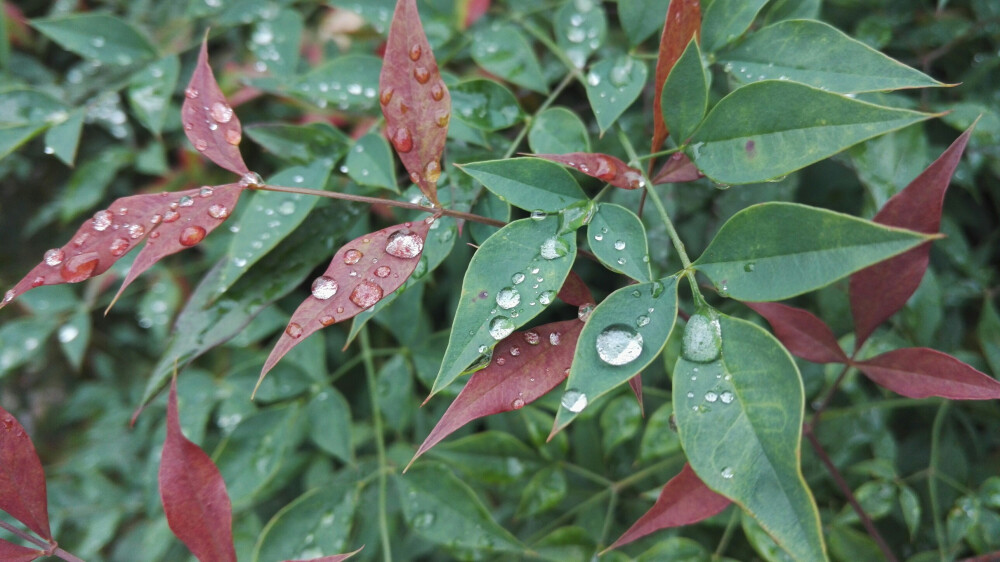 冬晨雨后 南天竹上的露珠