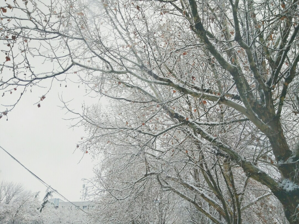 烟台雪景