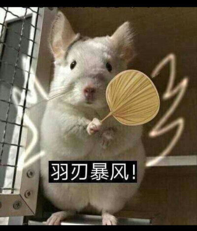 痒痒鼠