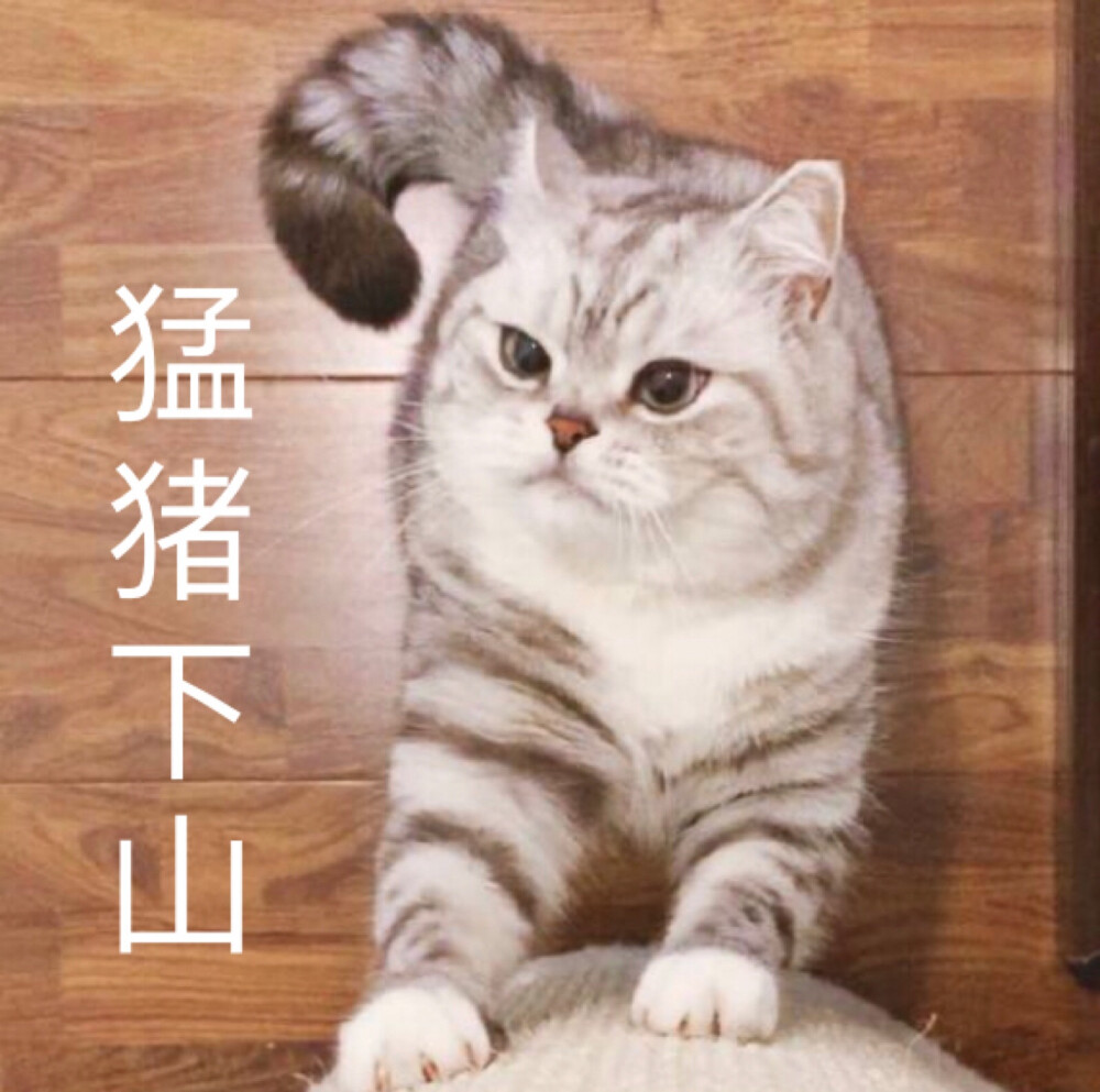 美猪