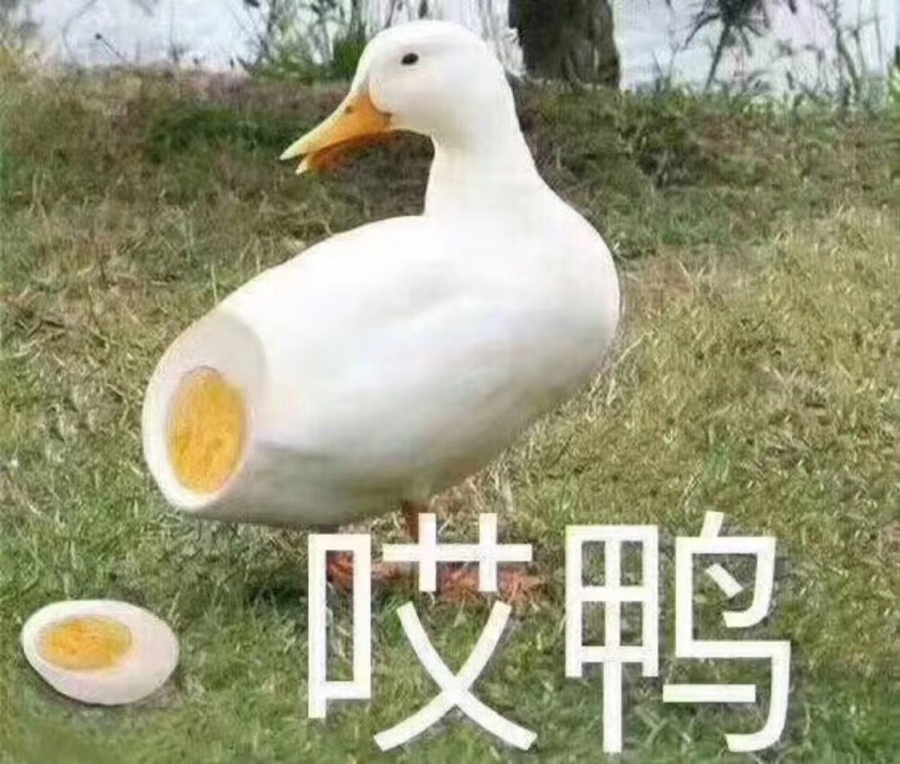 表情包