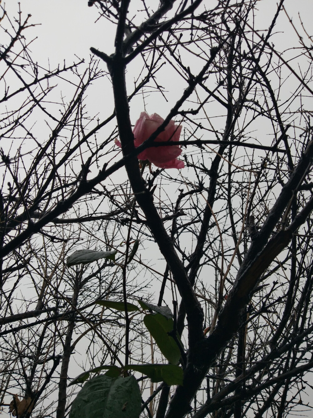 除了落雨与枯枝
都是春天