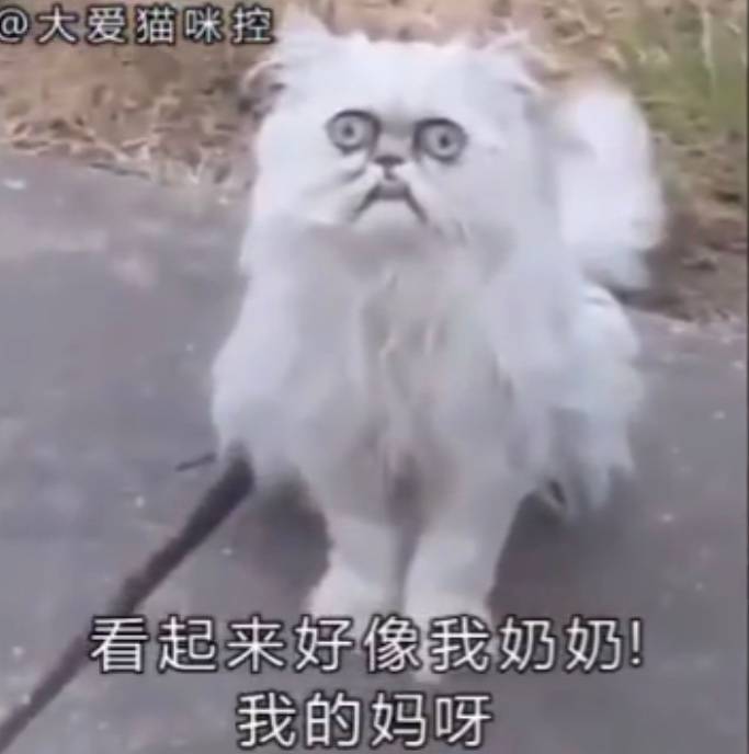 奶奶猫