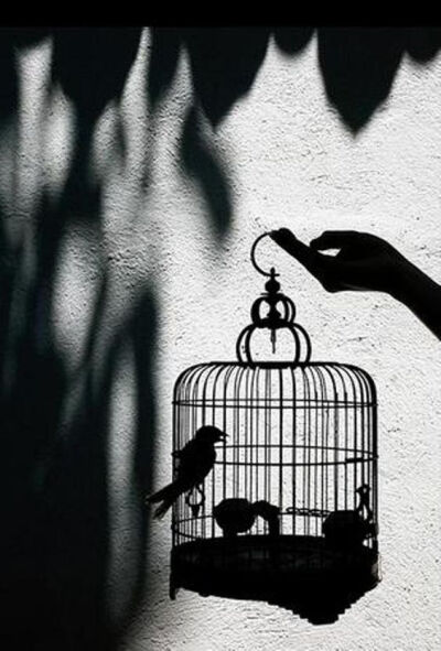 笼中鸟