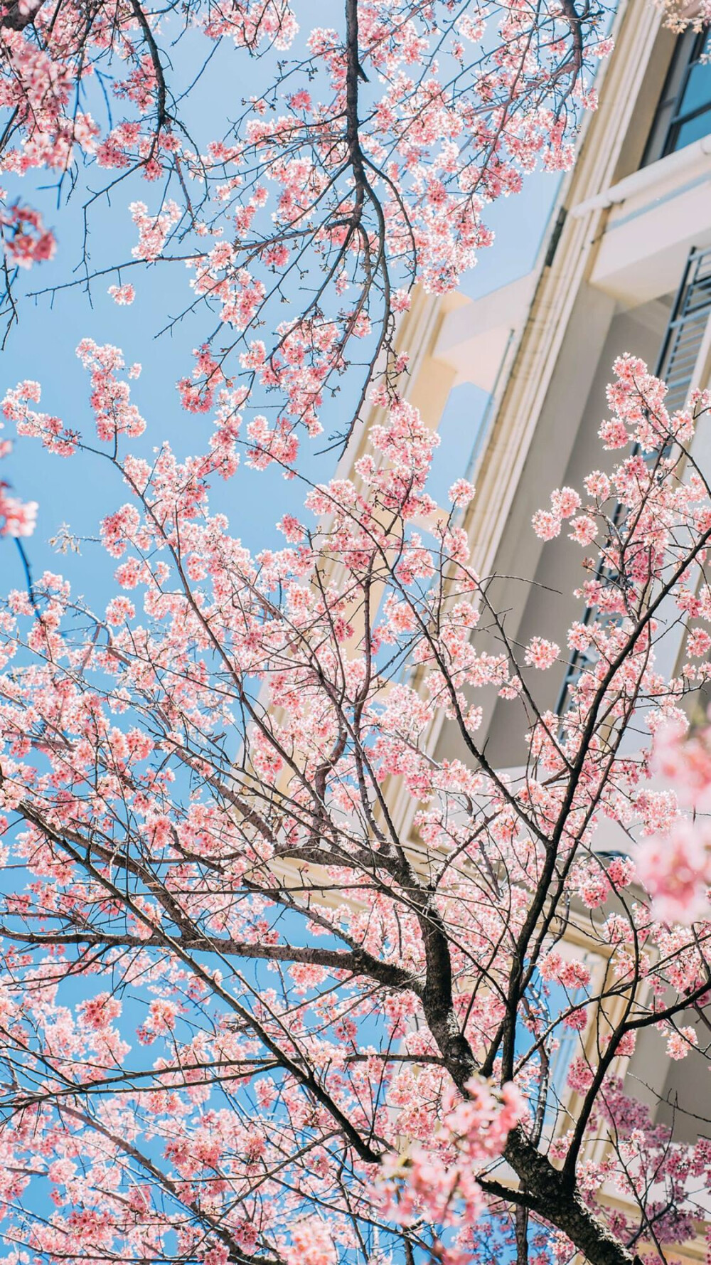 桃花壁纸