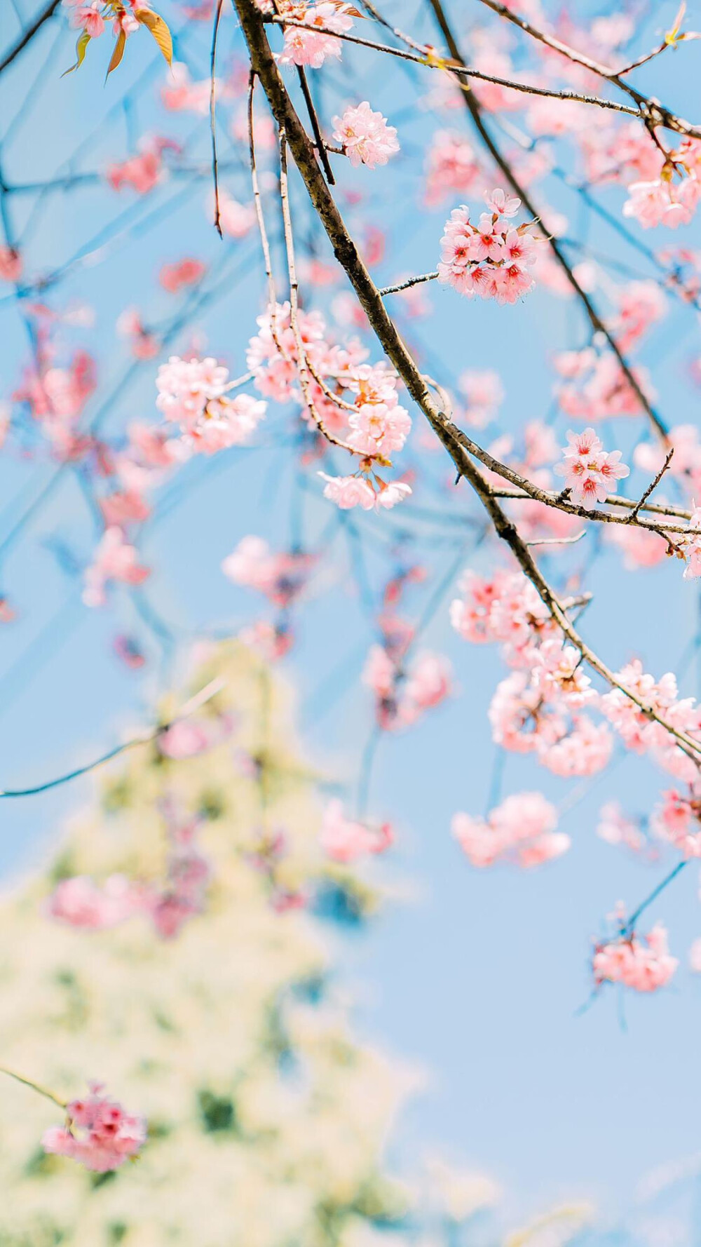 桃花壁纸