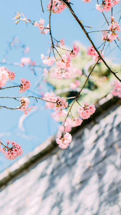 桃花壁纸