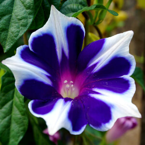 雪花桔梗 激美!レア!★新作!奈良引进奇异爬藤朝颜喇叭牵牛花