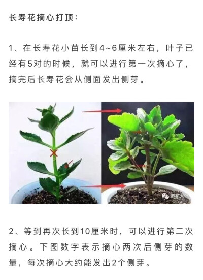 长寿花摘心打顶
