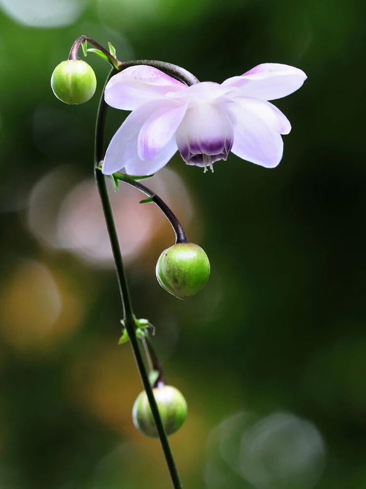 莲花升麻