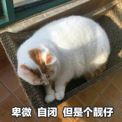 表情包 可爱 喵星人