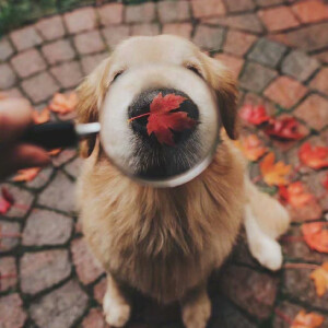 猫や犬
