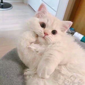 猫や犬