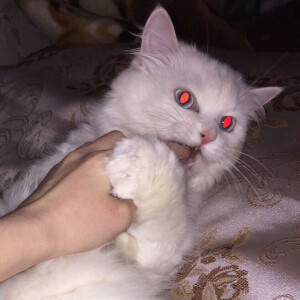 猫や犬