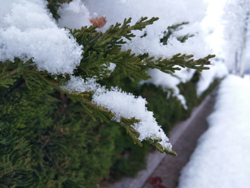 201812雪