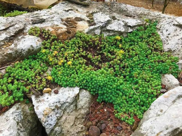 喀斯特石山上的薄雪万年草（Sedum hispanicum）