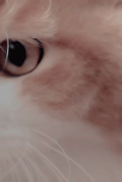 金贤真
