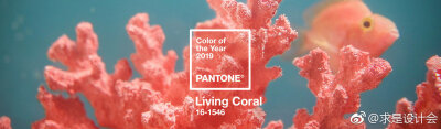 pantone 官方发布了 2019 年度的代表色，Living Coral（活珊瑚橘）当选。#求是爱设计#