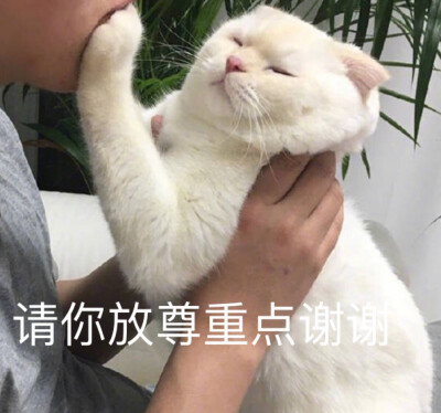 臭脸猫